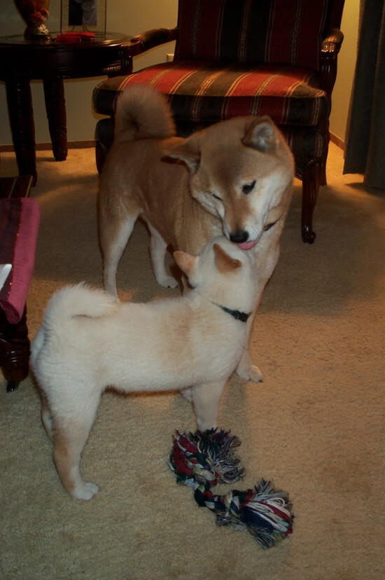 暗夜奔雷，莫兰特率吉林队打穿国王的最后防线