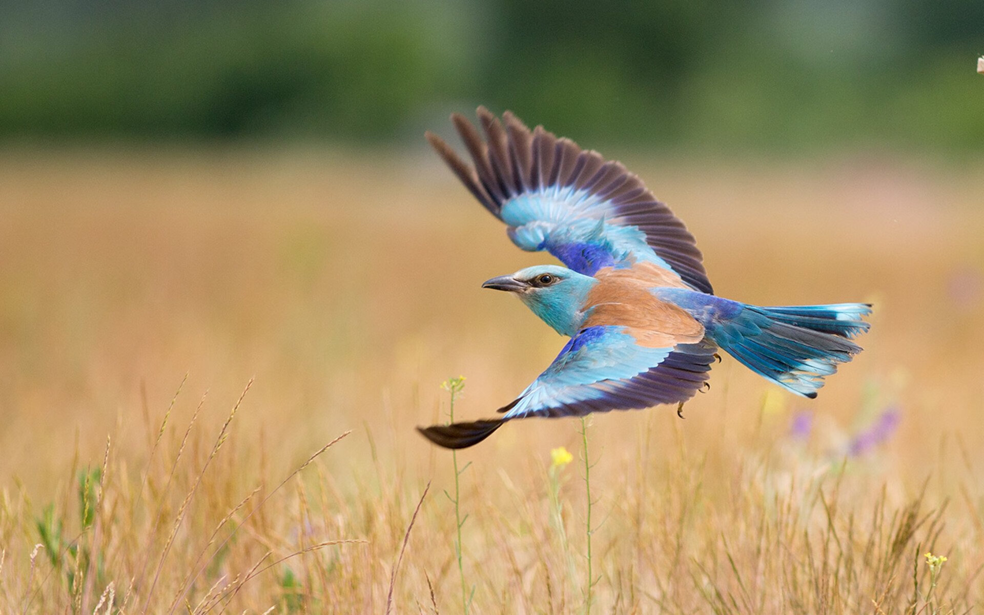 跨界传奇,内马尔在东决关键战之夜的压制级篮球表演