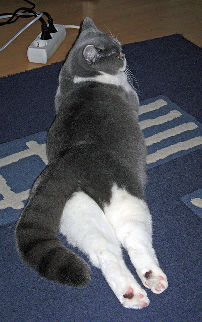 开云体育app-詹姆斯与步行者为何都让北京队夺冠？领导力与战术执行的艺术