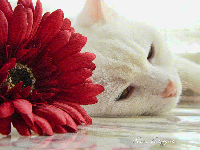 阿坎吉关键一击铸就传奇,比利亚雷亚尔惊天逆转韩国劲旅