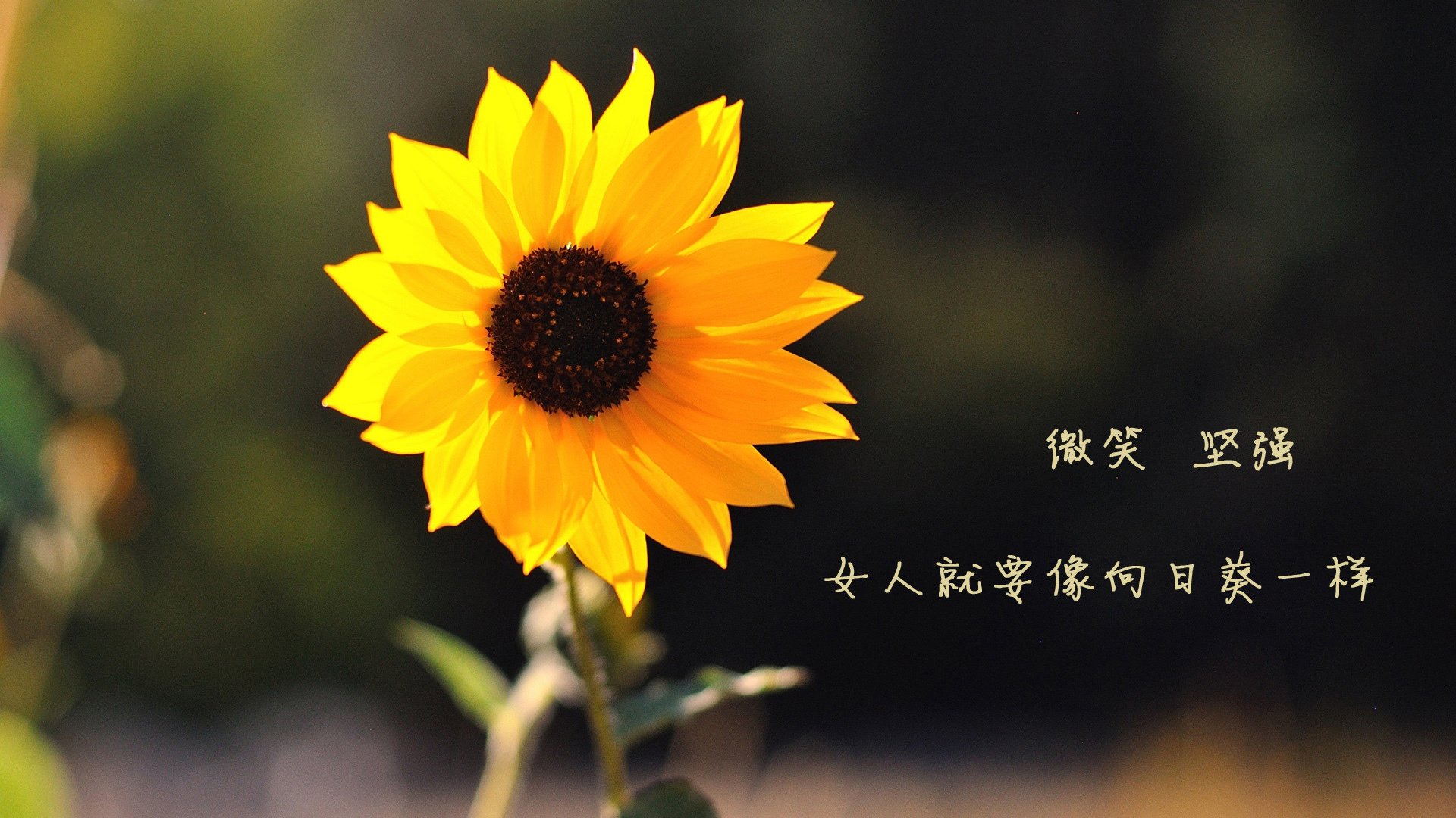 开云平台-戈贝尔统治禁区诠释现代篮球真谛，辽宁队战术革命击溃上海队神话