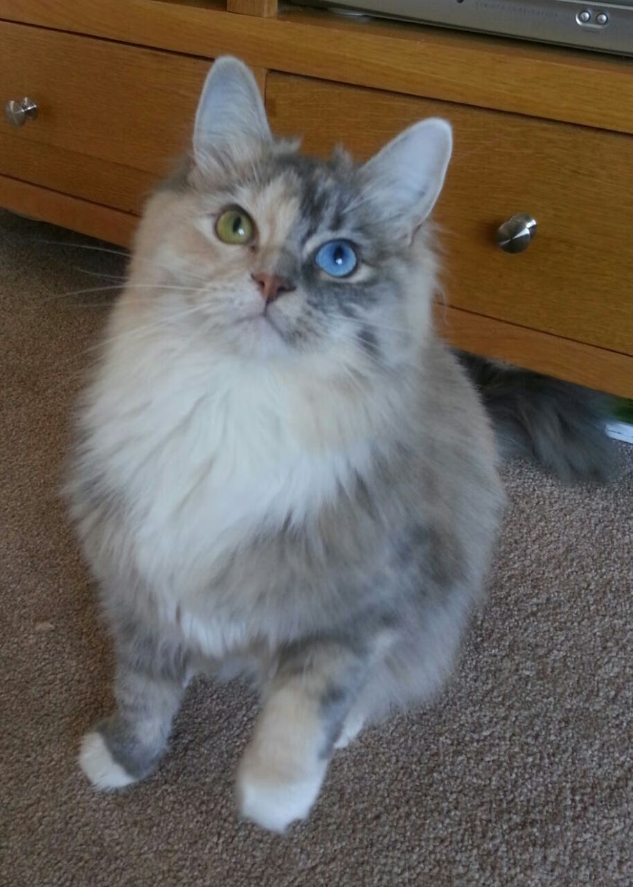 北境新章，克莱·汤普森关键三分助森林狼收割热火