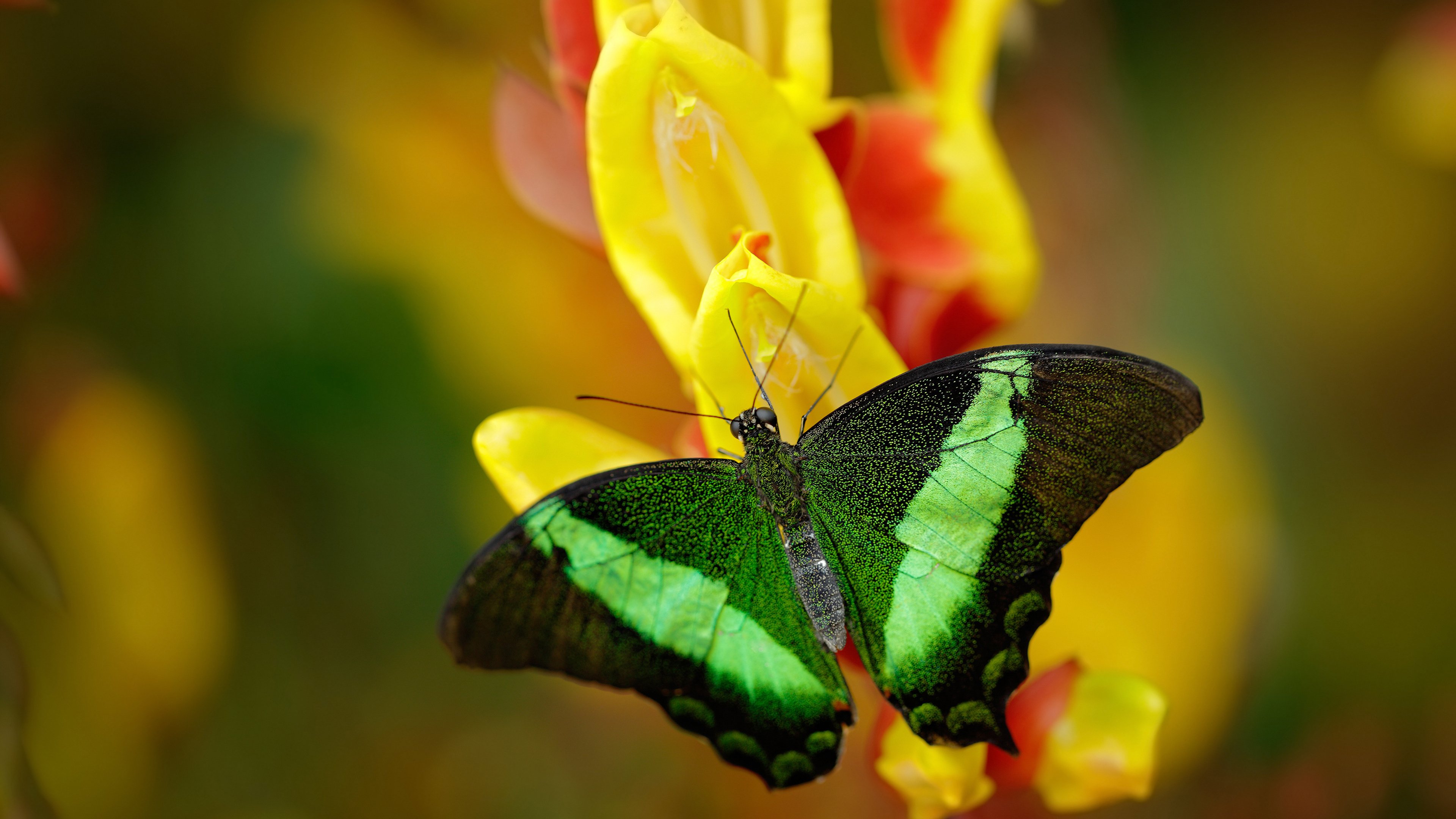 希腊盾牌封神!抢七鏖战压制马拉多纳的凝视