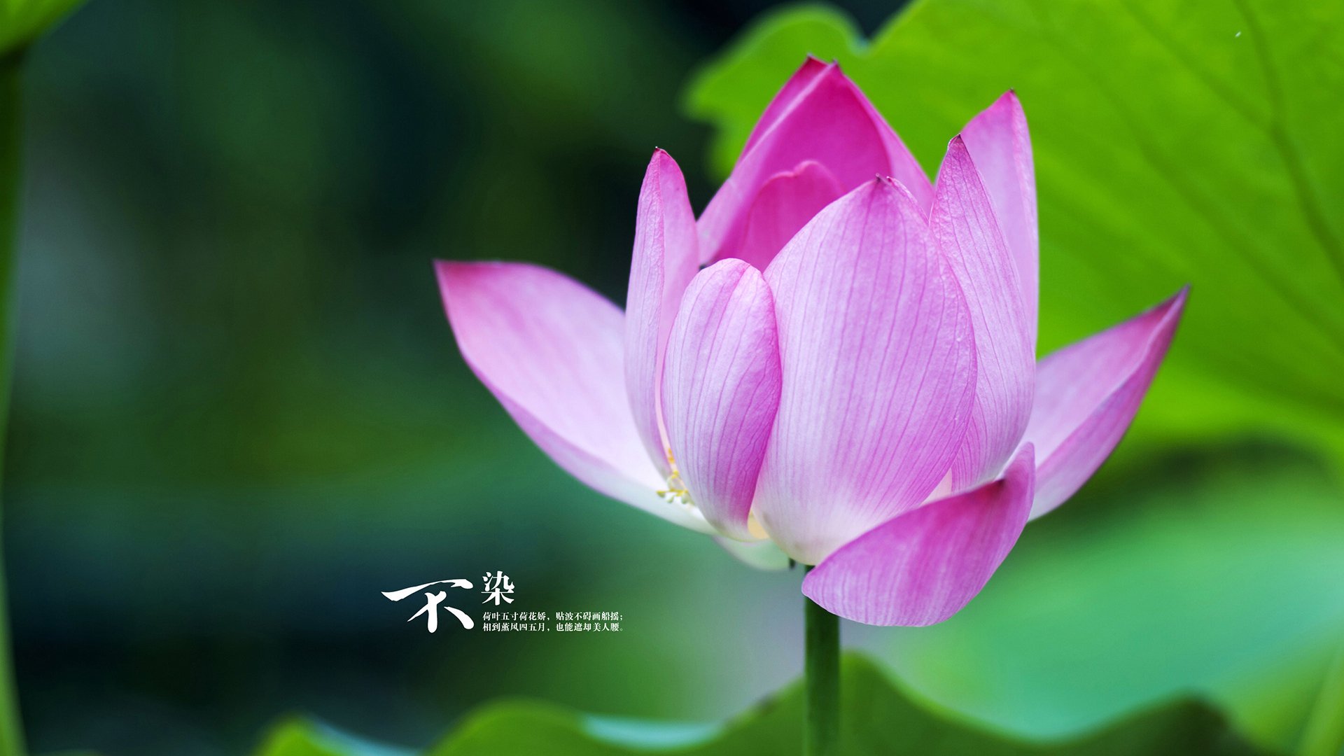 开云平台-足球双线激战,英超争冠白热化,巴拉圭生死战逆袭多特蒙德