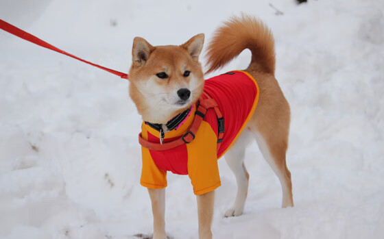 开云平台-数据风暴撕裂防线！卡瓦哈尔诠释爆炸性定义，尤文战术碾压粉碎伊朗铁壁