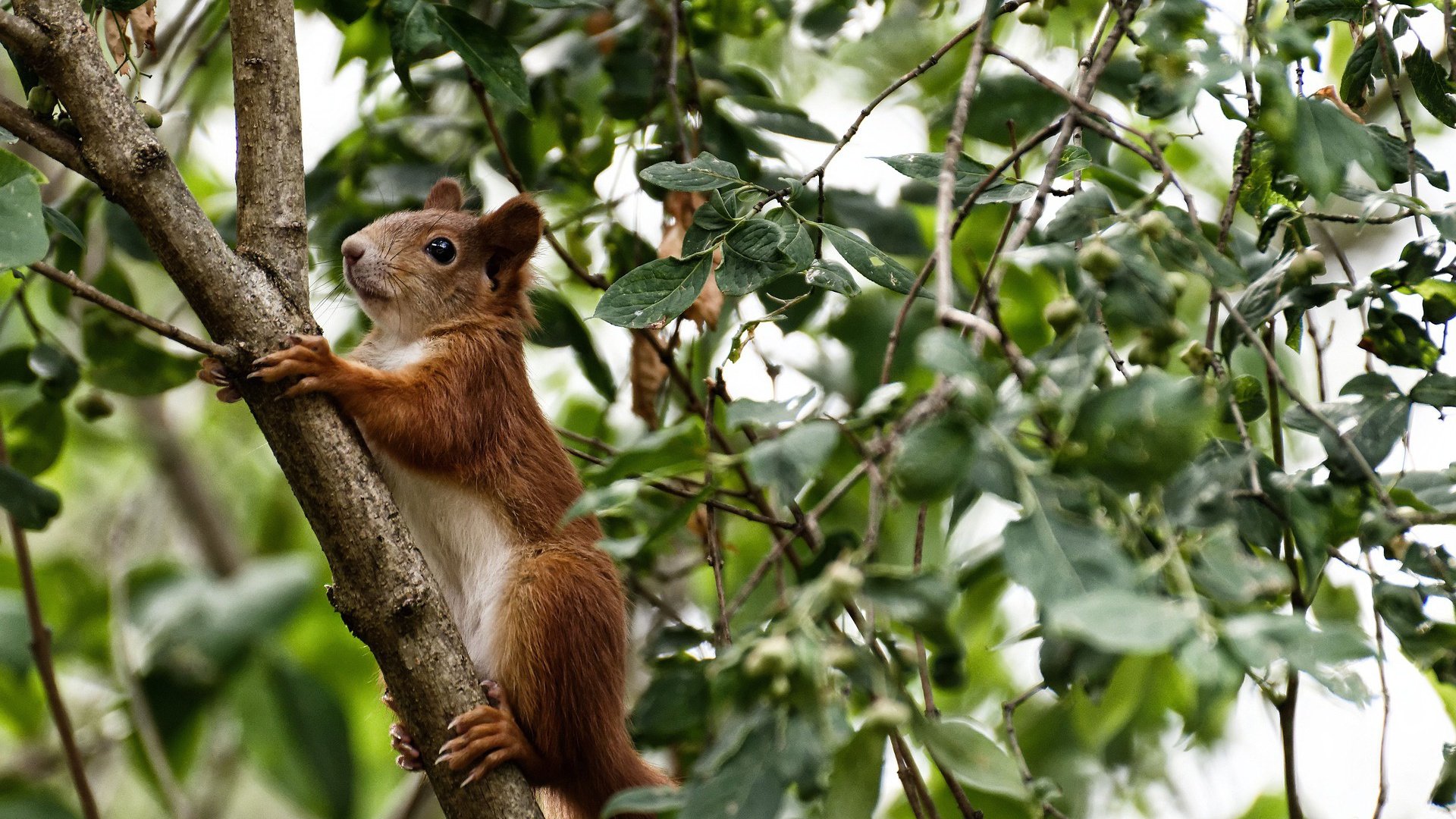 开云平台-失意者的暗面,一场巴黎夏夜的永恒对峙与洪都拉斯群山中的草根荣光
