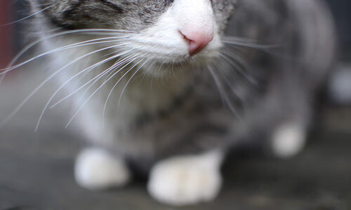 暴雨中的绿茵救赎，帕尔默如何在一场友谊赛中找回自己的名字