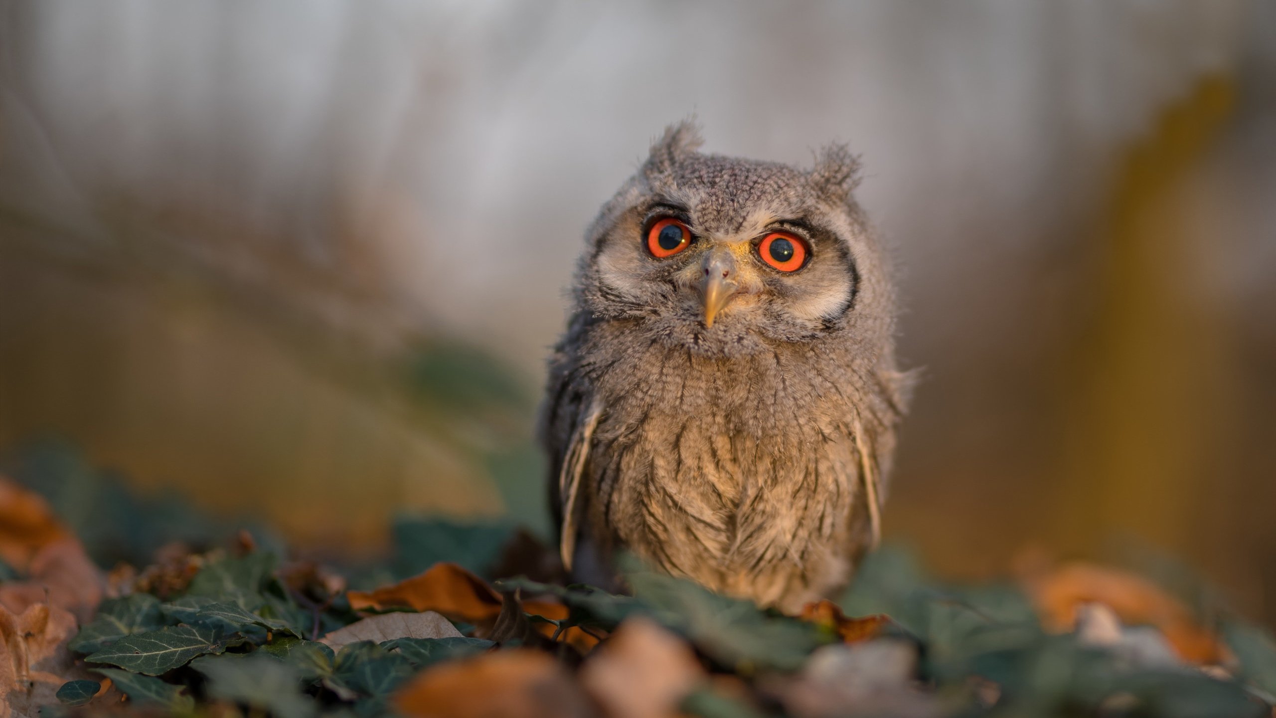 宿命对决中的野蛮生长,当乌拉圭血拼加纳,伊萨克用统治级数据宣告新时代