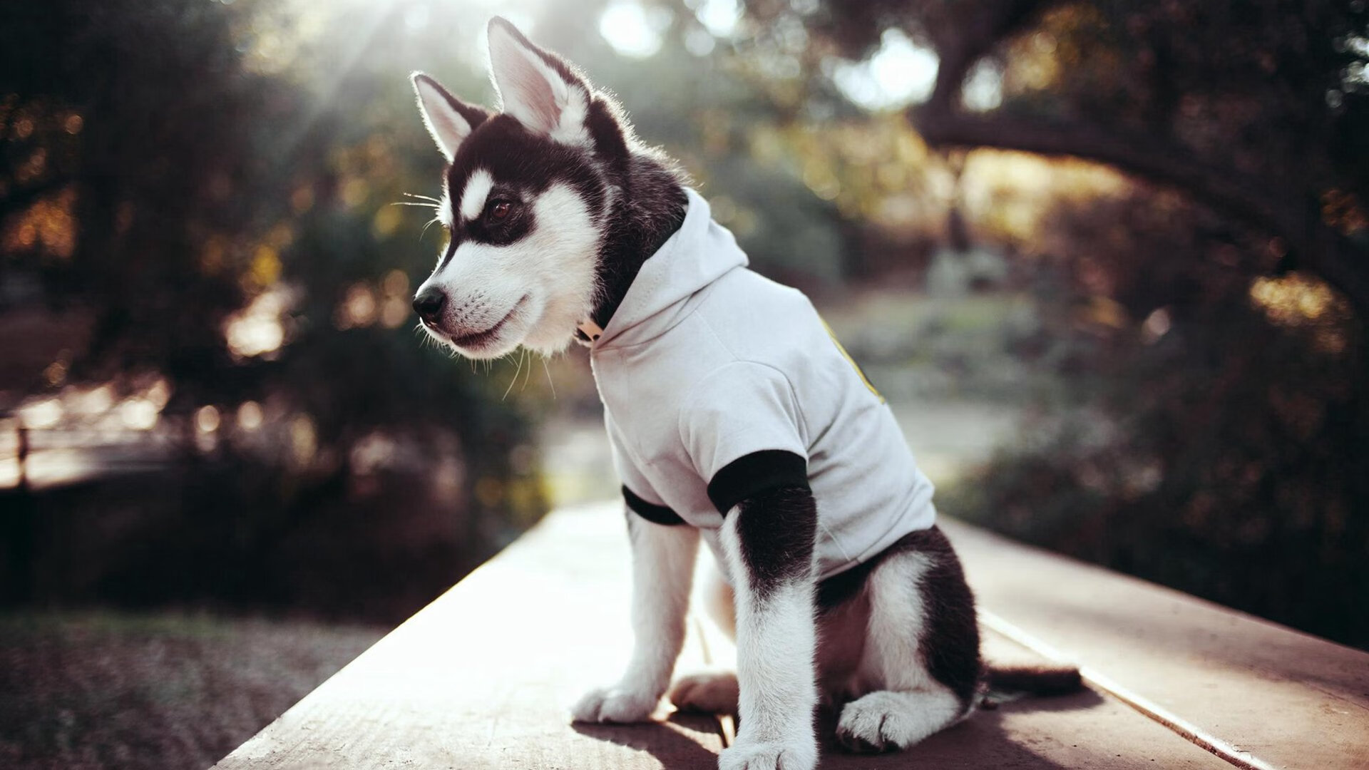 开云APP-欧冠半决赛之夜,拉文绝杀点亮巴黎,书写新王传说