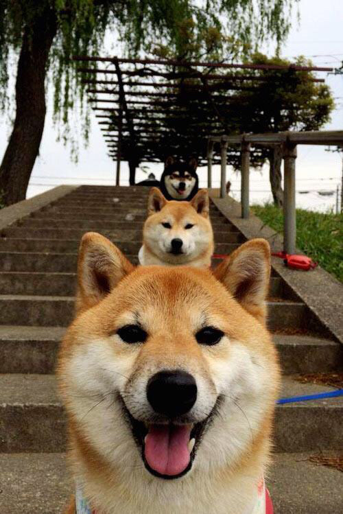 东决关键战焦点战，独行侠全面压制尼克斯，展现统治力