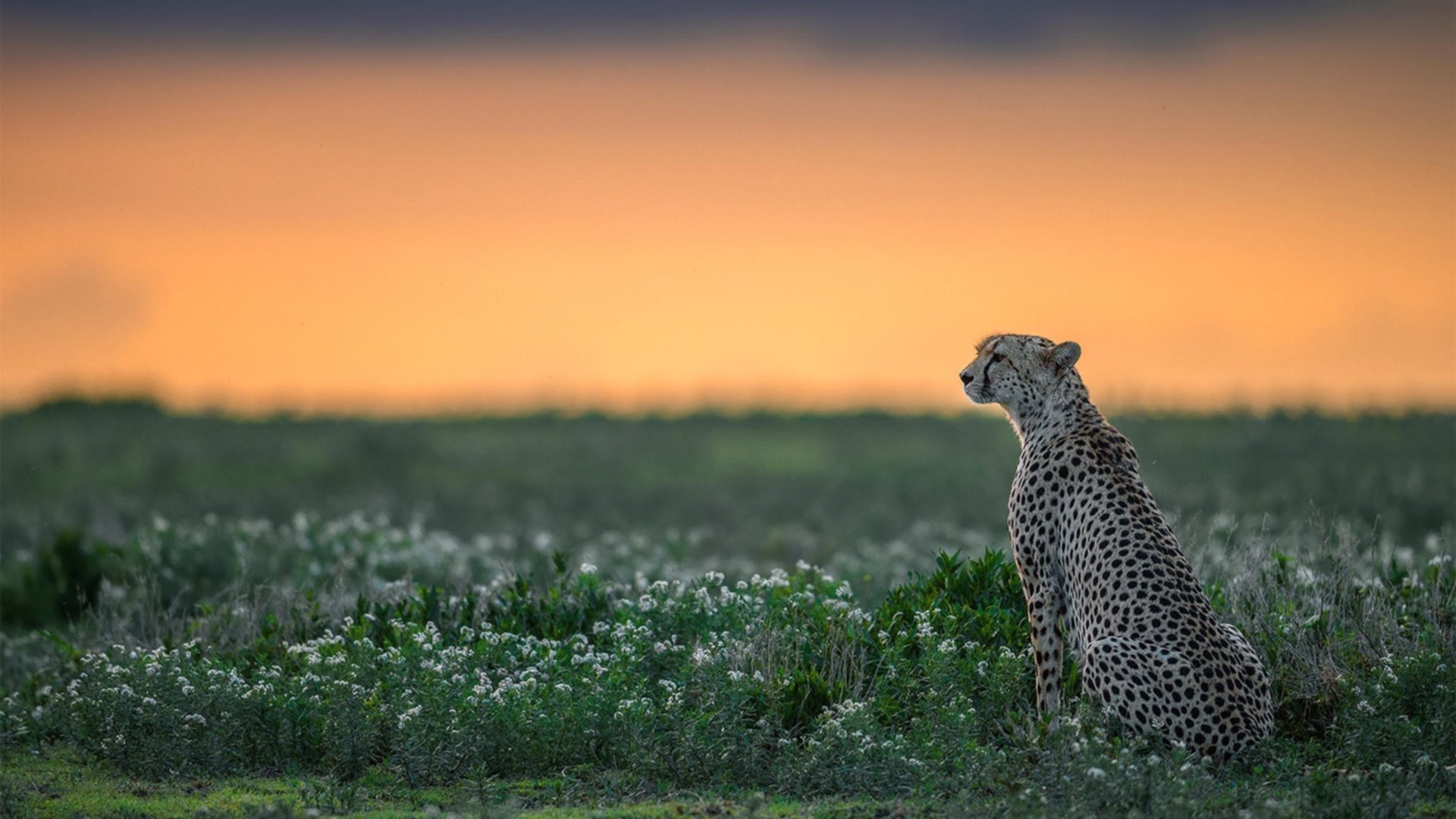 加时绝境显英雄本色,乔治一剑封喉助活塞力克步行者