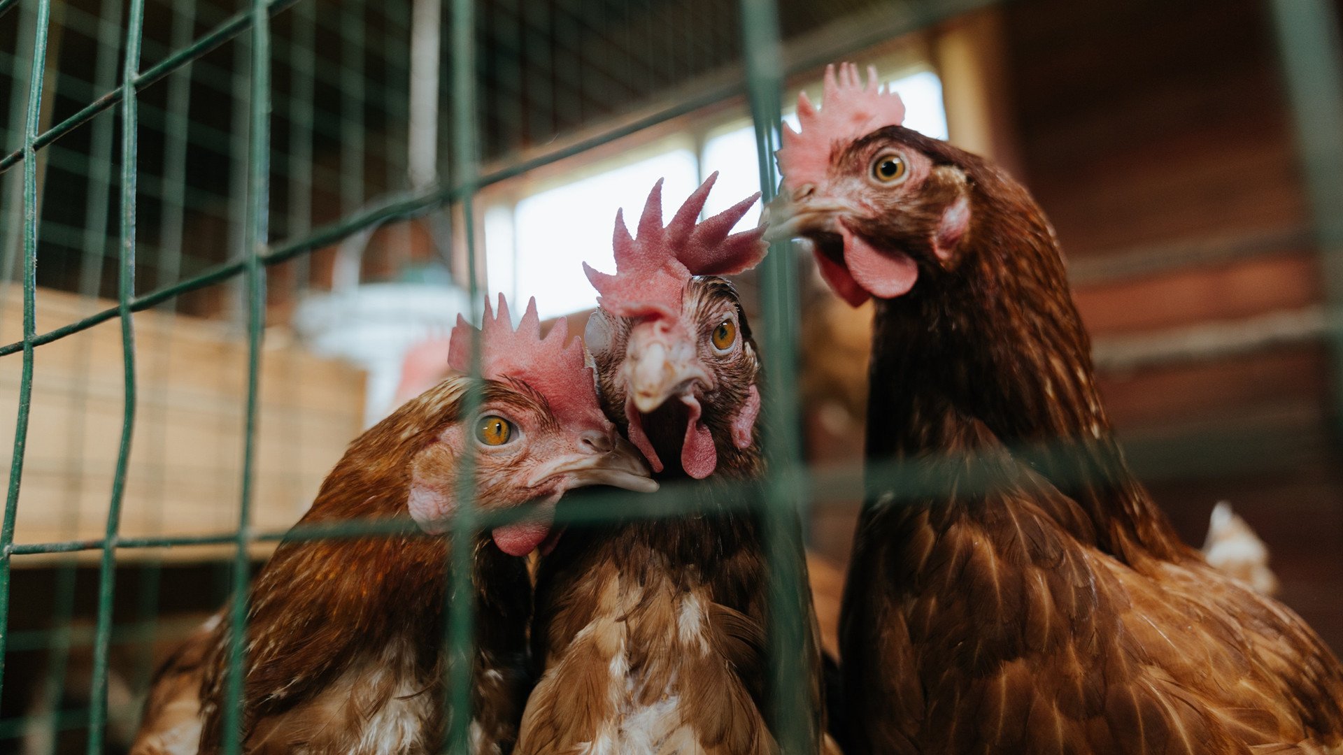 铁壁与灵刃,雄鹿正面击溃尼克斯,东契奇加冕关键先生