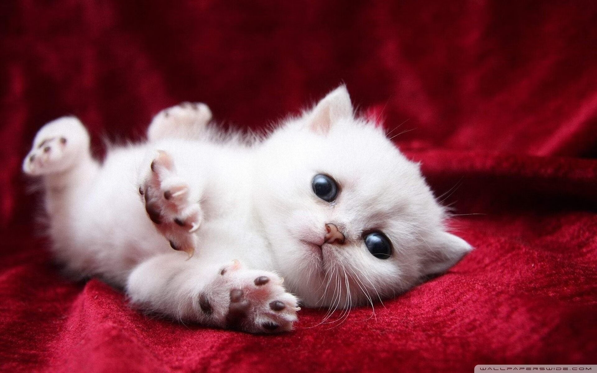 球王课,C罗诠释何为利剑,比利时教智利何谓团队