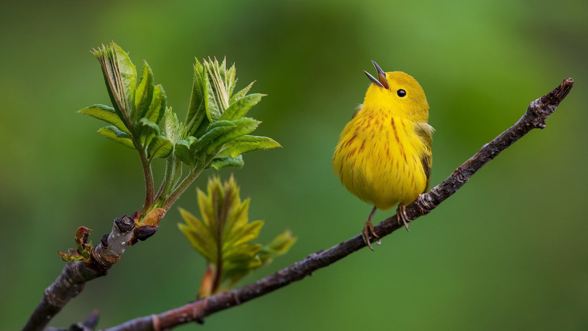开云体育APP下载-突尼斯打穿乌克兰防线,楚阿梅尼演绎教科书级中场艺术
